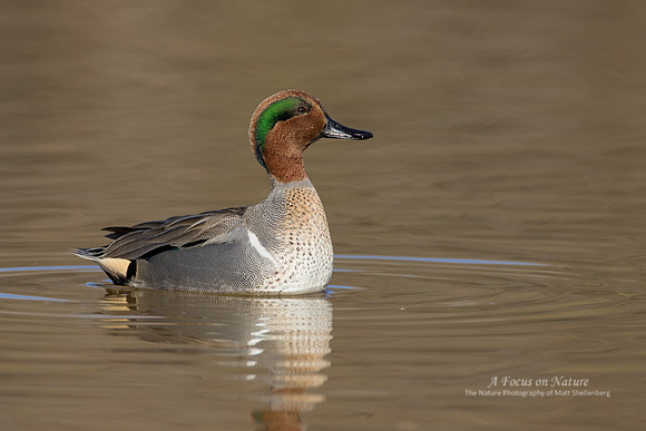 Green-winged Teal Drake