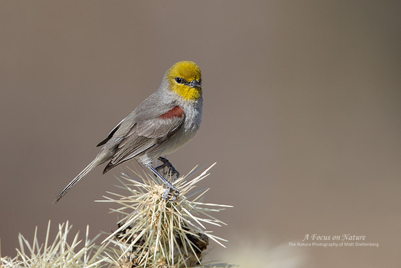 Verdin