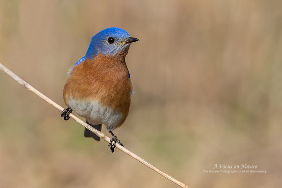 Eastern Bluebird - Male