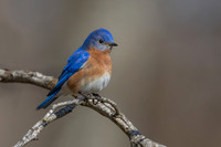 Eastern Bluebird - Male