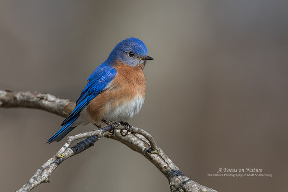 Eastern Bluebird - Male
