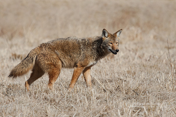 Coyote