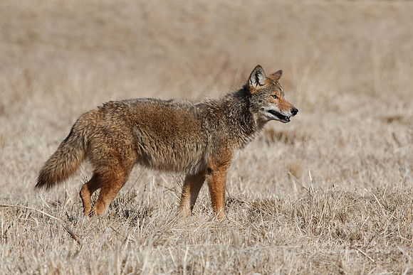 Coyote