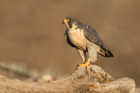 Peregrine Falcon