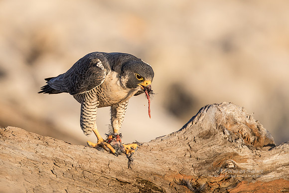Peregrine Falcon