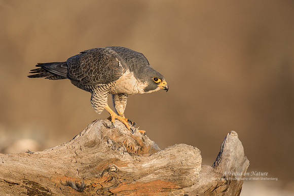 Peregrine Falcon