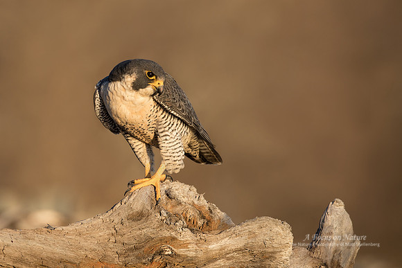 Peregrine Falcon
