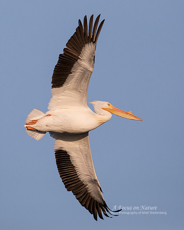 AMERICAN WHITE PELICAN