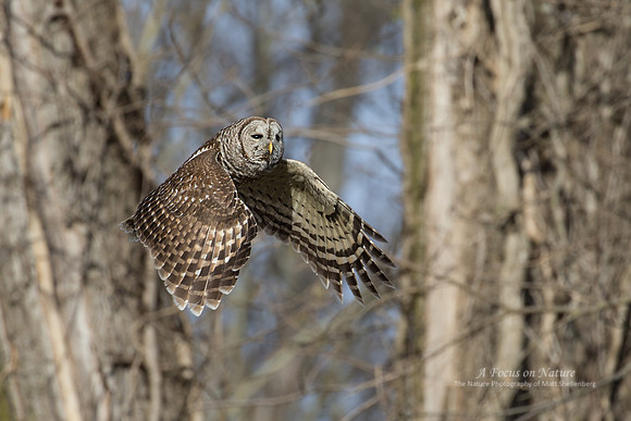 Barred Owl