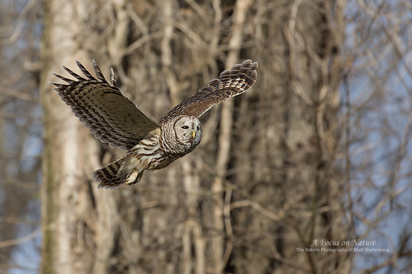 Barred Owl