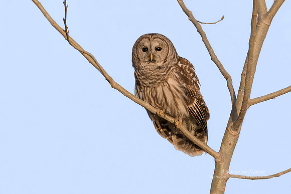 Barred Owl