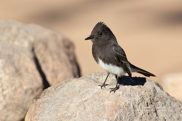 Black Phoebe