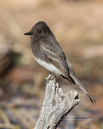 Black Phoebe