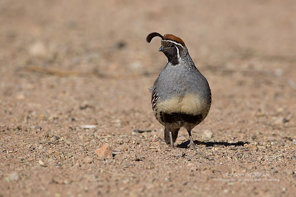 Gambel's Quail - Male