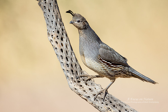 Gambel's Quail - Female