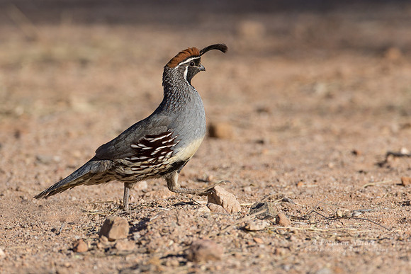 Gambel's Quail - Male
