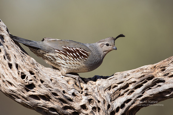 Gambel's Quail - Female