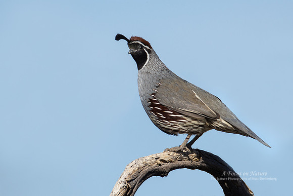 Gambel's Quail - Male