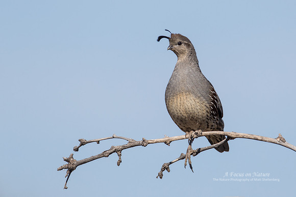 Gambel's Quail - Female