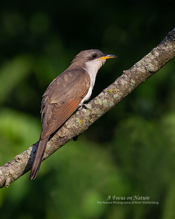 Yellow-billed Cuckoo