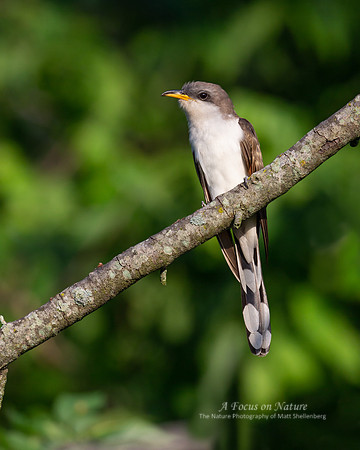 Yellow-billed Cuckoo
