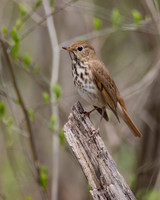 Hermit Thrush