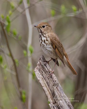 Hermit Thrush