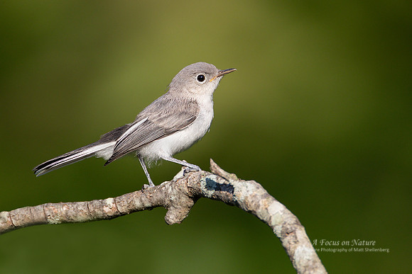 Blue-gray Gnatcatcher - Female