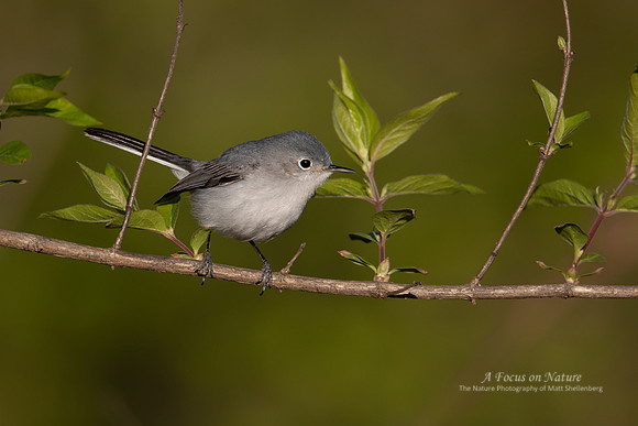Blue-gray Gnatcatcher - Male