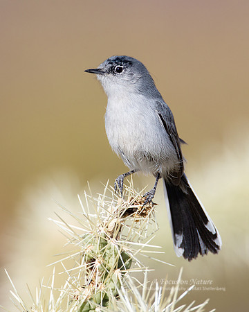 Black-tailed Gnatcatcher - Male