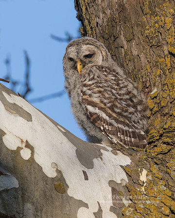 Barred Owl Fledgling