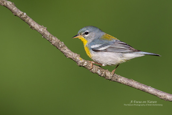 Northern Parula