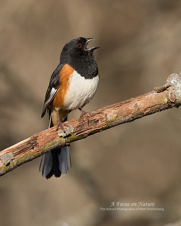 Eastern Towhee - Male