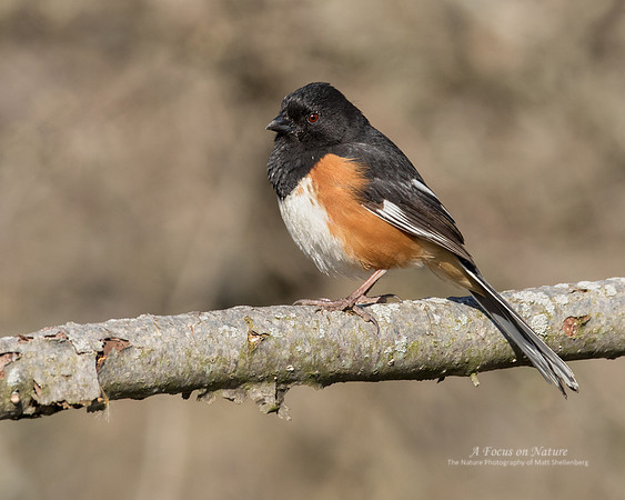 Eastern Towhee - Male