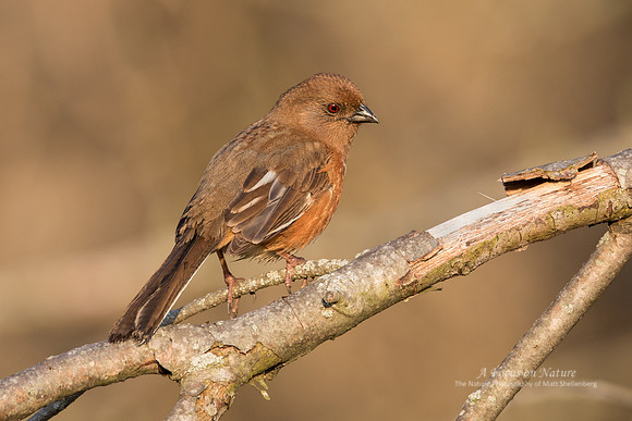 Eastern Towhee - Female
