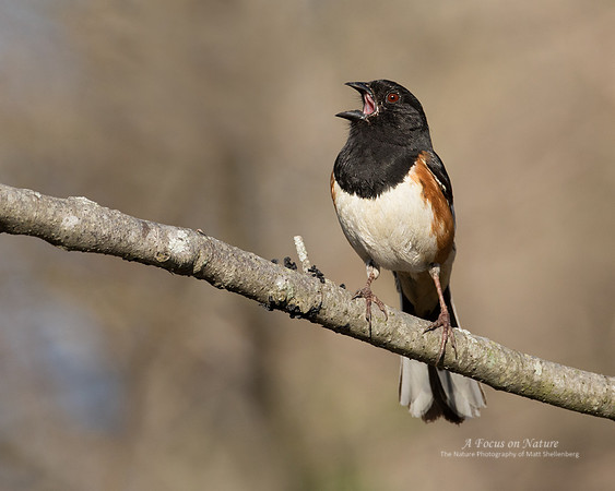 Eastern Towhee - Male