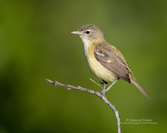 Bell's Vireo