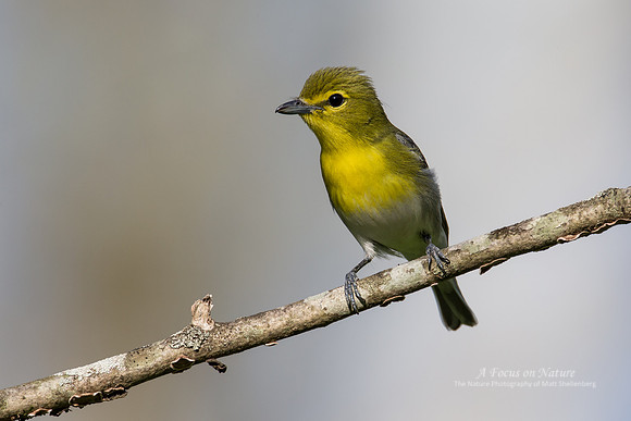 Yellow-throated Vireo