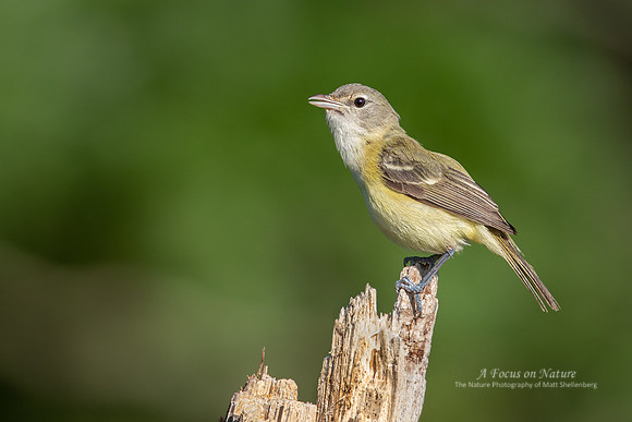 Bell's Vireo