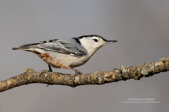White-breasted Nuthatch