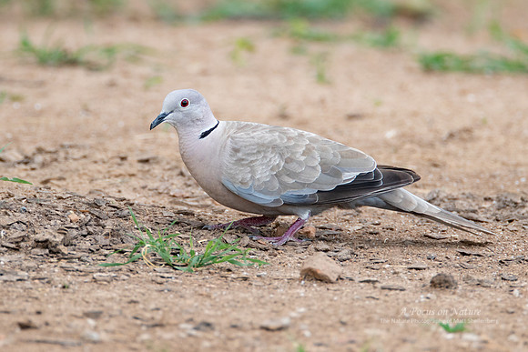 Eurasian Collared-Dove
