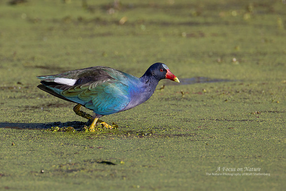 Purple Gallinule
