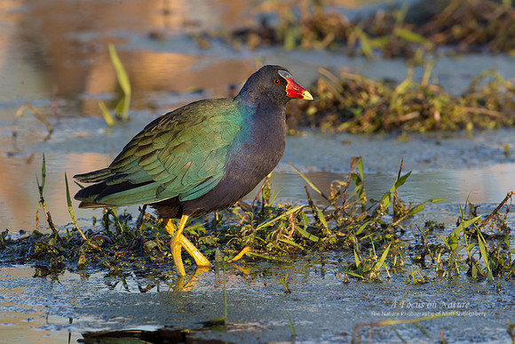 Purple Gallinule