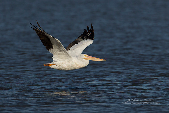 AMERICAN WHITE PELICAN