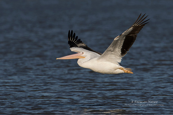 AMERICAN WHITE PELICAN
