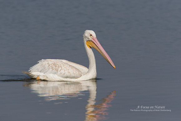 AMERICAN WHITE PELICAN