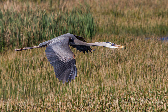 Great Blue Heron
