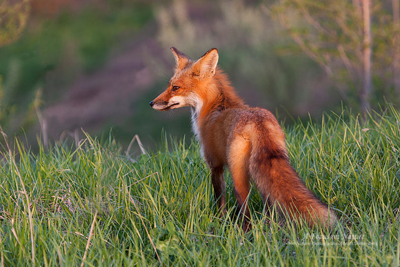 Red Fox