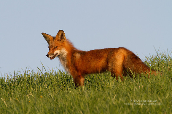 Red Fox