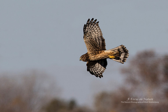 Northern Harrier - Female